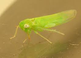 آفت های سیب زمینی زنجرک